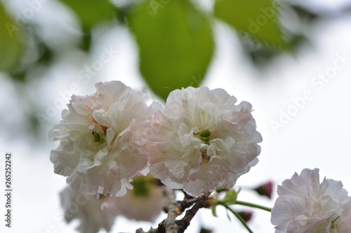 Gorgeous Matsuyuki cherry blossoms (Shogetsu) blooms on Hsinchu Mountain, Taiwan
