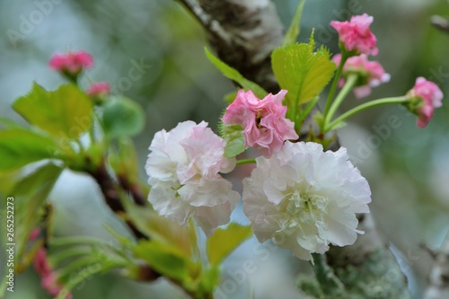 Gorgeous Matsuyuki cherry blossoms (Shogetsu) blooms on Hsinchu Mountain, Taiwan photo