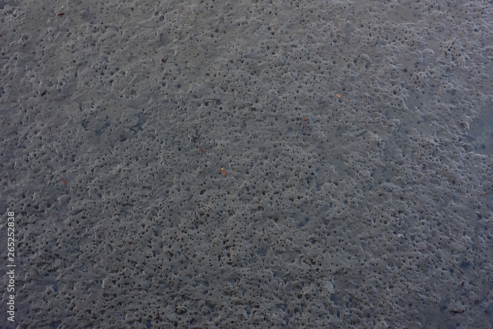 Soft fine muddy sea bottom exposed during low tide with holes created by expanding gases and burrowing animals. Soft fine muddy sea bottom exposed during low tide with holes created by expanding gases and burrowing animals.