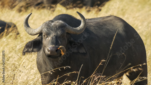 an oxpecker cleans the nostrils of a buffalo in masai mara