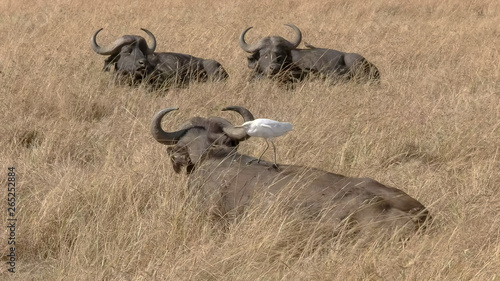 Fototapeta Naklejka Na Ścianę i Meble -  cape buffalo with an egret on its back in masai mara