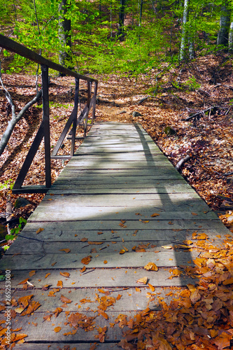 Forest wooden bridge in the woods