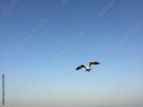 seagull in flight