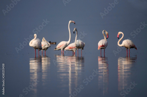 The greater flamingo  Phoenicopterus roseus standing in water with reflection at Bhigwan  Pune  Maharashtra  India