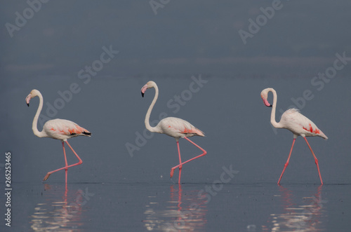 The greater flamingo  Phoenicopterus roseus  walking in water with reflection at Bhigwan  Pune  Maharashtra  India