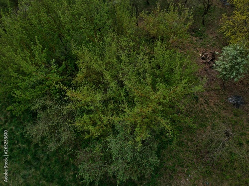 Aerial view of a forest in Belarus
