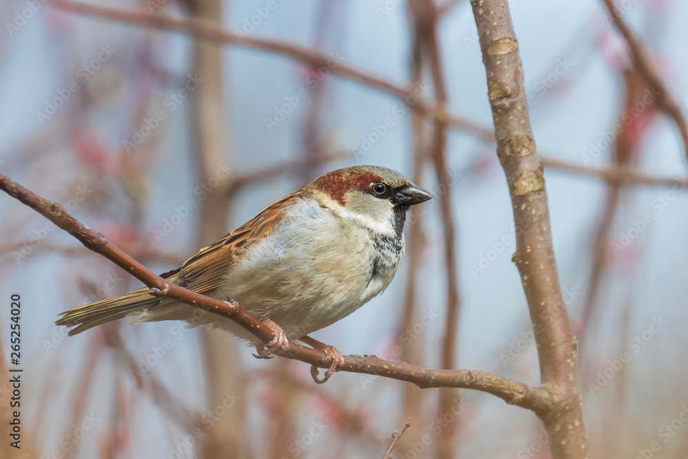 Obraz premium House Sparrow bird (passer domesticus) foraging in a hedge