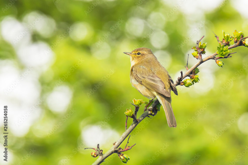 Fototapeta premium Willow warbler bird, Phylloscopus trochilus, singing