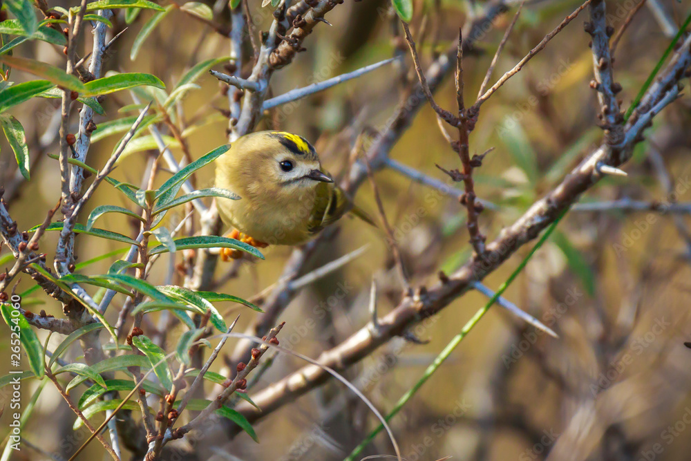 Goldcrest bird (Regulus regulus) foraging through branches of trees and bush Goldcrest bird (Regulus regulus) foraging through branches of trees and bush
