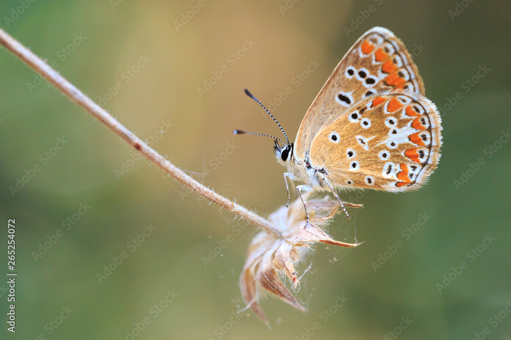 Brown Hairstreak butterfly Thecla betulae Brown Hairstreak butterfly Thecla betulae