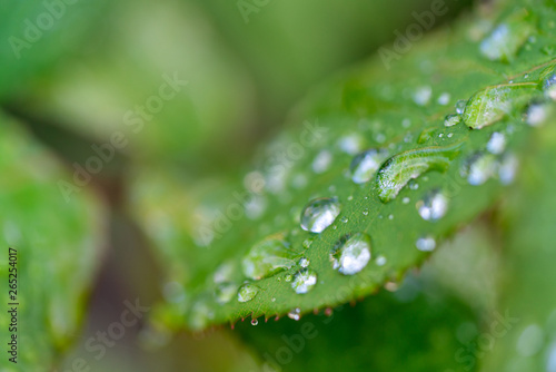 green leaf water drops