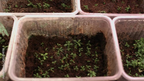 Growing flowers from seeds. Flower saplings in plastic pots. Plant growing photo