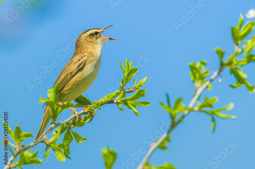 Sedge Warbler, Acrocephalus schoenobaenus, singing photo