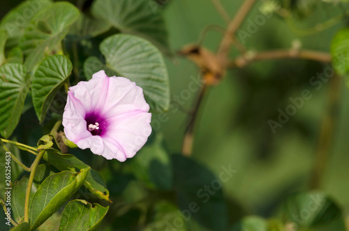 Morning glory flower  Ipomoea near Pune  Maharashtra  India