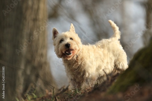 Westie. West Highland White terrier standing in the evening sun. Portrait of a white dog