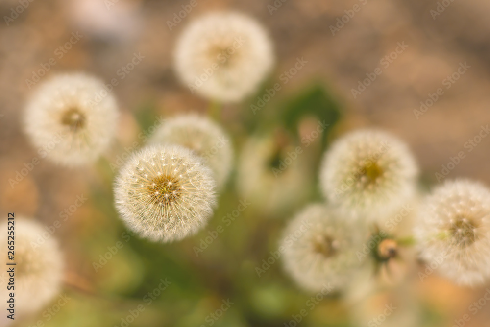 Fluffy dandelions at sunset. Spring or summer abstract background Fluffy dandelions at sunset. Spring or summer abstract background