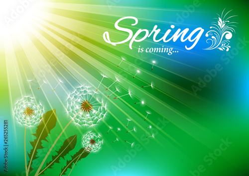 Dandelions with flying fluff on the blue sky and  sunlight background