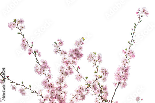 cherry tree in bloom  © babaroga