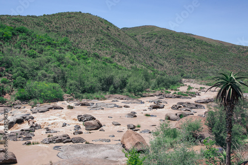 The hills along the Ngwangwane river are abundant with Aloe trees that flower in winter and are best viewed by taking the train along the river side. Creighton, South Africa. photo