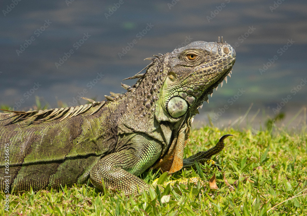 Obraz premium iguana