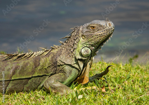 iguana © krot50