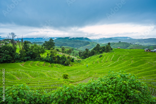 Paddy Rice Field Plantation Landscape with Mountain View Background © songdech17
