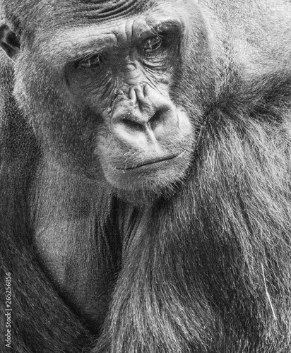 a monkey.  orangutan