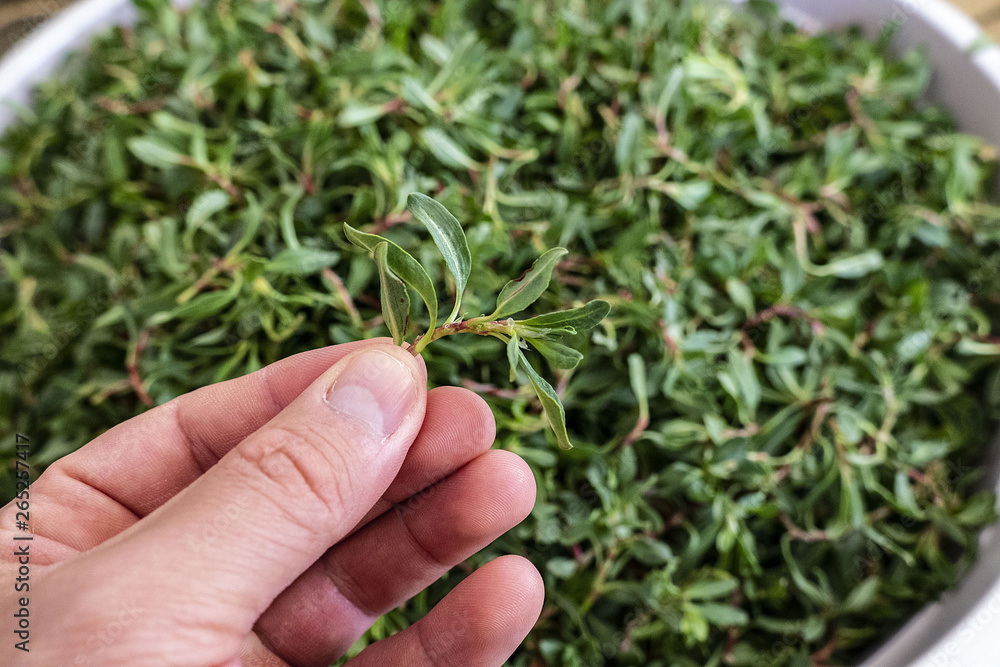 A woman cleans the madimak grass, smartweed renewed turkey grass, A woman cleans the madimak grass, smartweed renewed turkey grass,