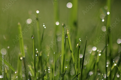 Fototapeta Naklejka Na Ścianę i Meble -  Close Up Of Fresh Grass With Water Drops In The Early Morning