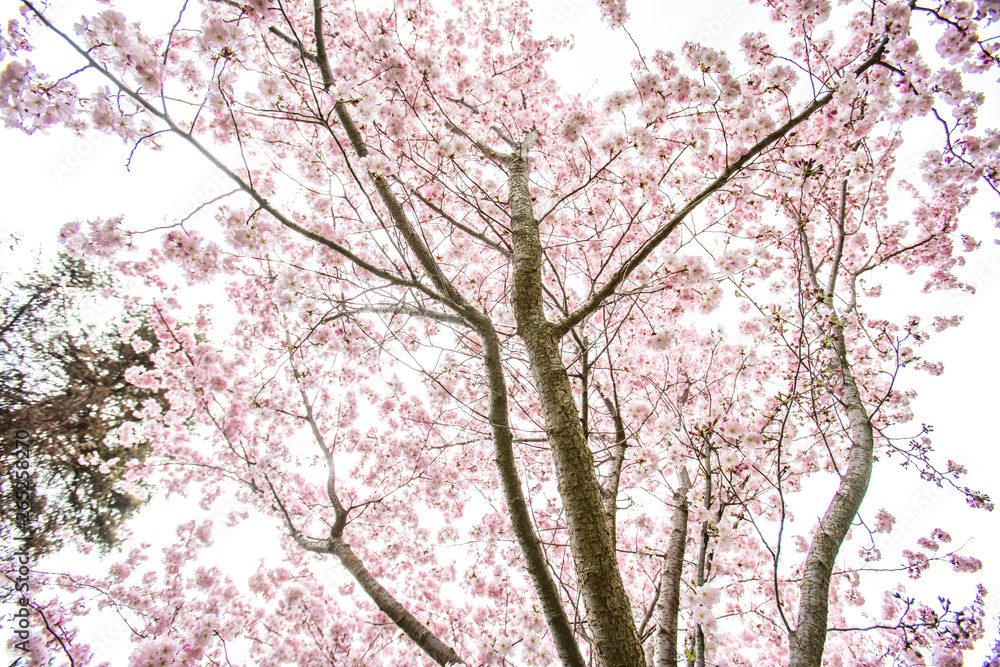 cherry tree in bloom cherry tree in bloom