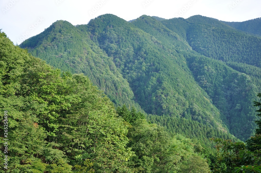 大ダワより望む川苔山 大ダワより望む川苔山