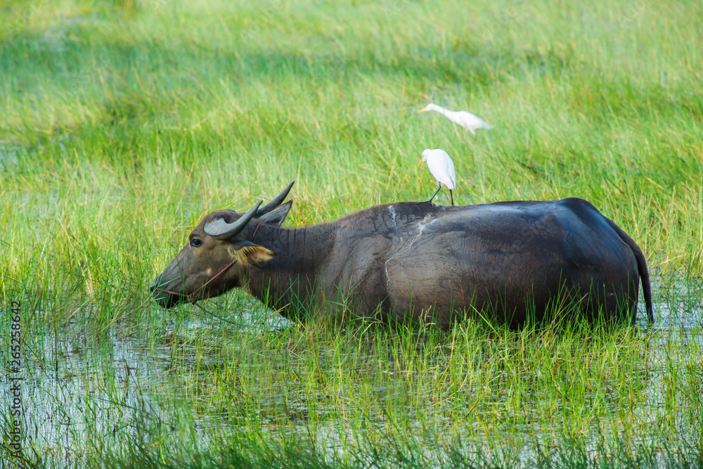 Thailand, Domestic Water Buffalo, Rice - Food Staple, Thai Culture, Abundance Thailand, Domestic Water Buffalo, Rice - Food Staple, Thai Culture, Abundance