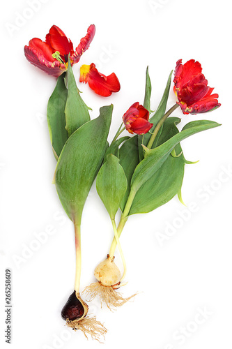 Red tulips flowers with a bulb, tulip bulb, a flower with a fringe. Seed, bulb, or plant so that it can grow. The concept of flower business, planting material. Isolated on white background.