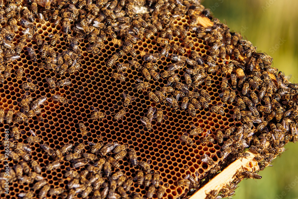 Frames of a bee hive. Beekeeping. Honey. Frames of a bee hive. Beekeeping. Honey.