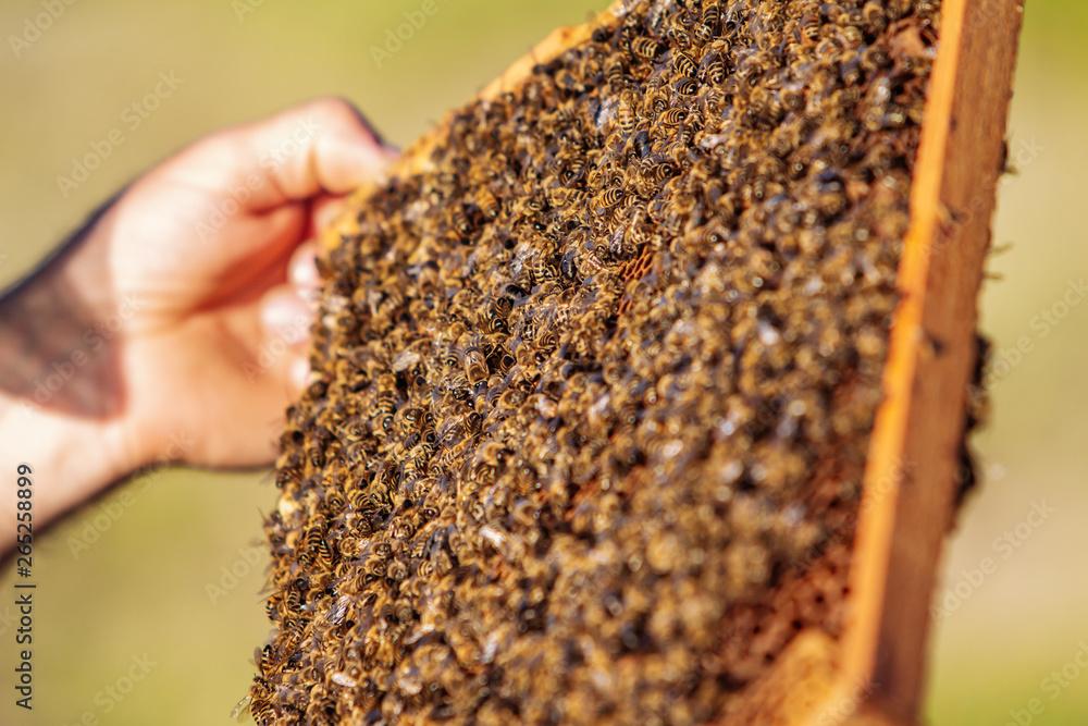 hands of man shows a wooden frame with honeycombs on the background of green grass in the garden hands of man shows a wooden frame with honeycombs on the background of green grass in the garden