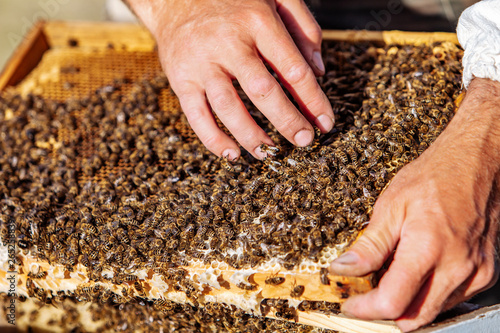Hand of beekeeper is working with bees and beehives on the apiary. Bees on honeycombs. Frames of a bee hive