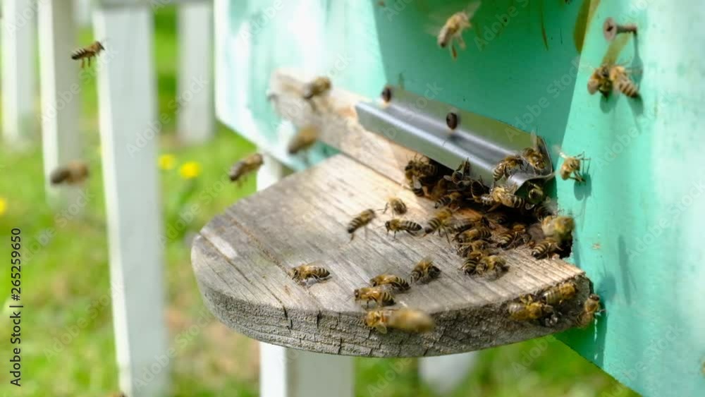 The bees circle around the hive and put the freshly floral nectar and flower pollen inside the hive. Slow-motion video. Beekeeping products. The bees circle around the hive and put the freshly floral nectar and flower pollen inside the hive. Slow-motion video. Beekeeping products.