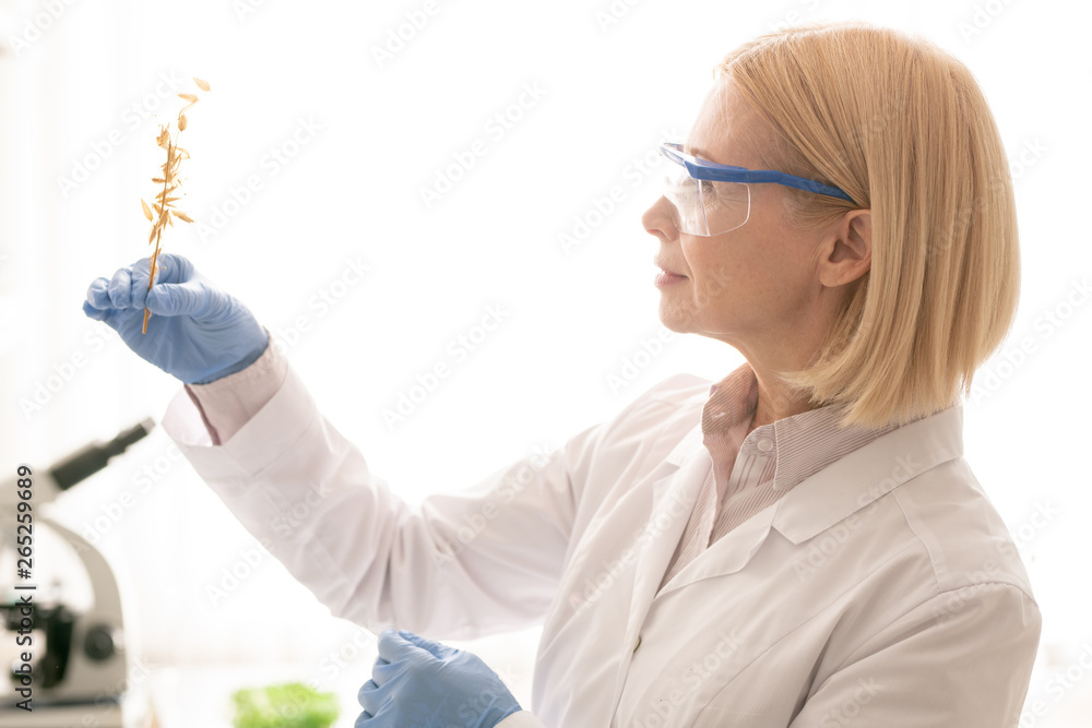 Growing plant in laboratory conditions Growing plant in laboratory conditions