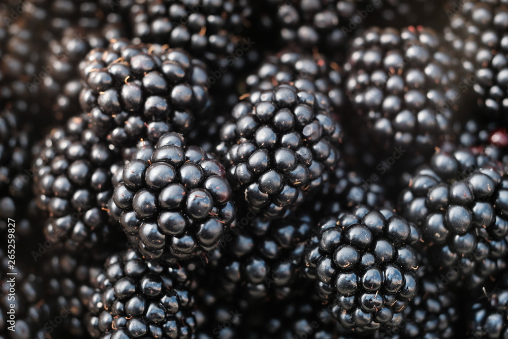 Background from fresh Blackberries, close up. Lot of ripe fruits and berries. Background from fresh Blackberries, close up. Lot of ripe fruits and berries.