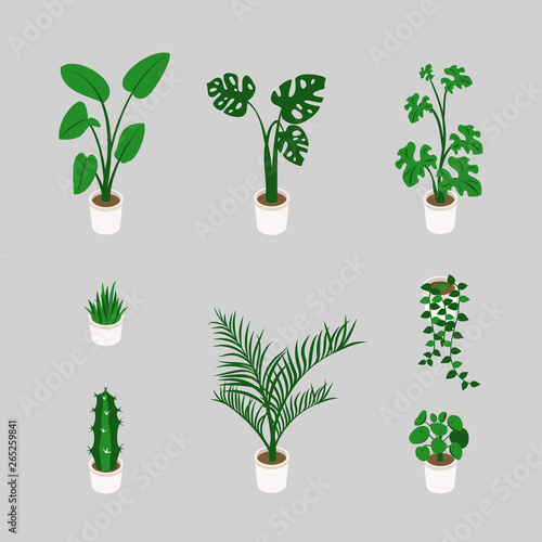 Set of decorative houseplants isolated on white background. Bundle of trendy plants growing in pots  in isometric. Flat colorful vector