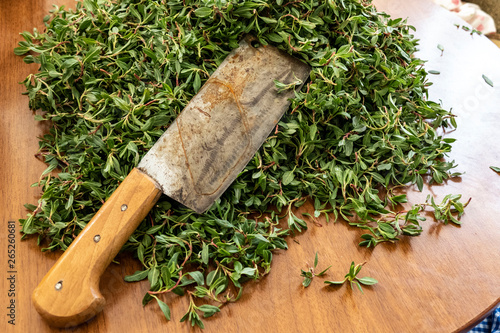 madımak food consumed as fresh grass, knotweed grass to the turkey, photo