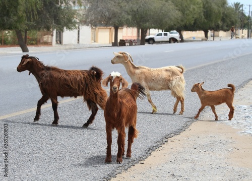 Cashmere goats and sheep crossing the road. Goat and sheep herd going out at feed, Oman © svehlik