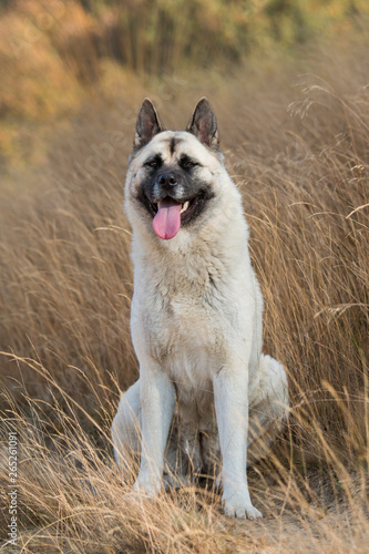 American Akita sitting