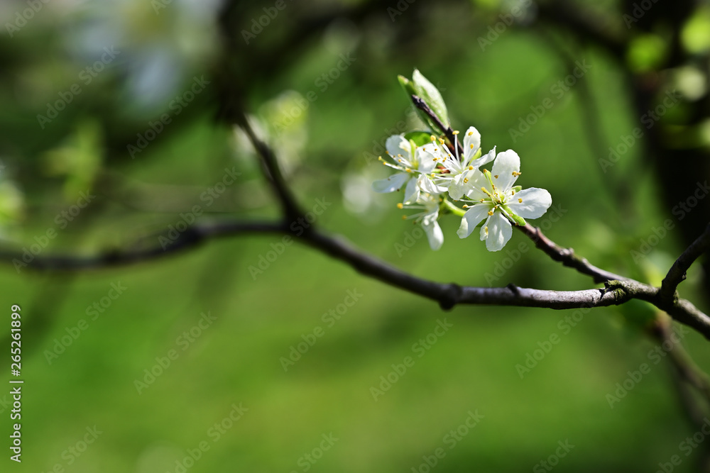 White plum flowers in garden.