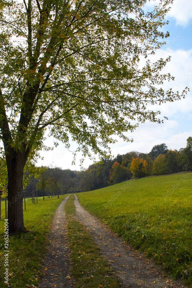 Green Forest. Beautiful view of nature. Landscape photo of green forest. Forest nature on a sunny day. Beautiful nature of Germany. Photo of forests in  Germany.