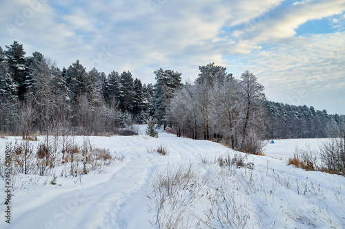 Wallpaper Mural Winter landscape with snowy road, trees and blue sky with white clouds Torontodigital.ca