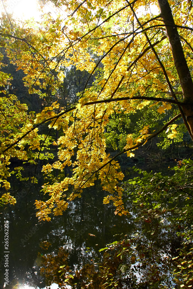 Green forest and river. Forest Lake. The river flows among trees. Beautiful view of nature. Landscape photo of green forest. Forest nature on a sunny day. Beautiful nature of Germany. Green forest and river. Forest Lake. The river flows among trees. Beautiful view of nature. Landscape photo of green forest. Forest nature on a sunny day. Beautiful nature of Germany.