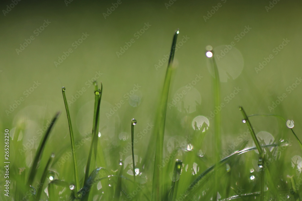 Fototapeta premium Close Up Of Fresh Grass With Water Drops In The Early Morning