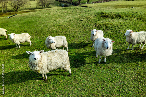 Funny Flock of Staring Sheep looking into the camera photo