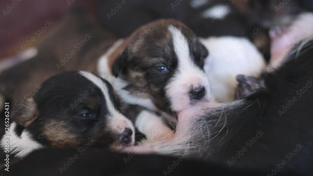 welsh corgi cardigan Dog Feeds His Newborn Puppies closeup